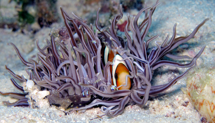 Purple Anenome with Clown fish & Shrimp